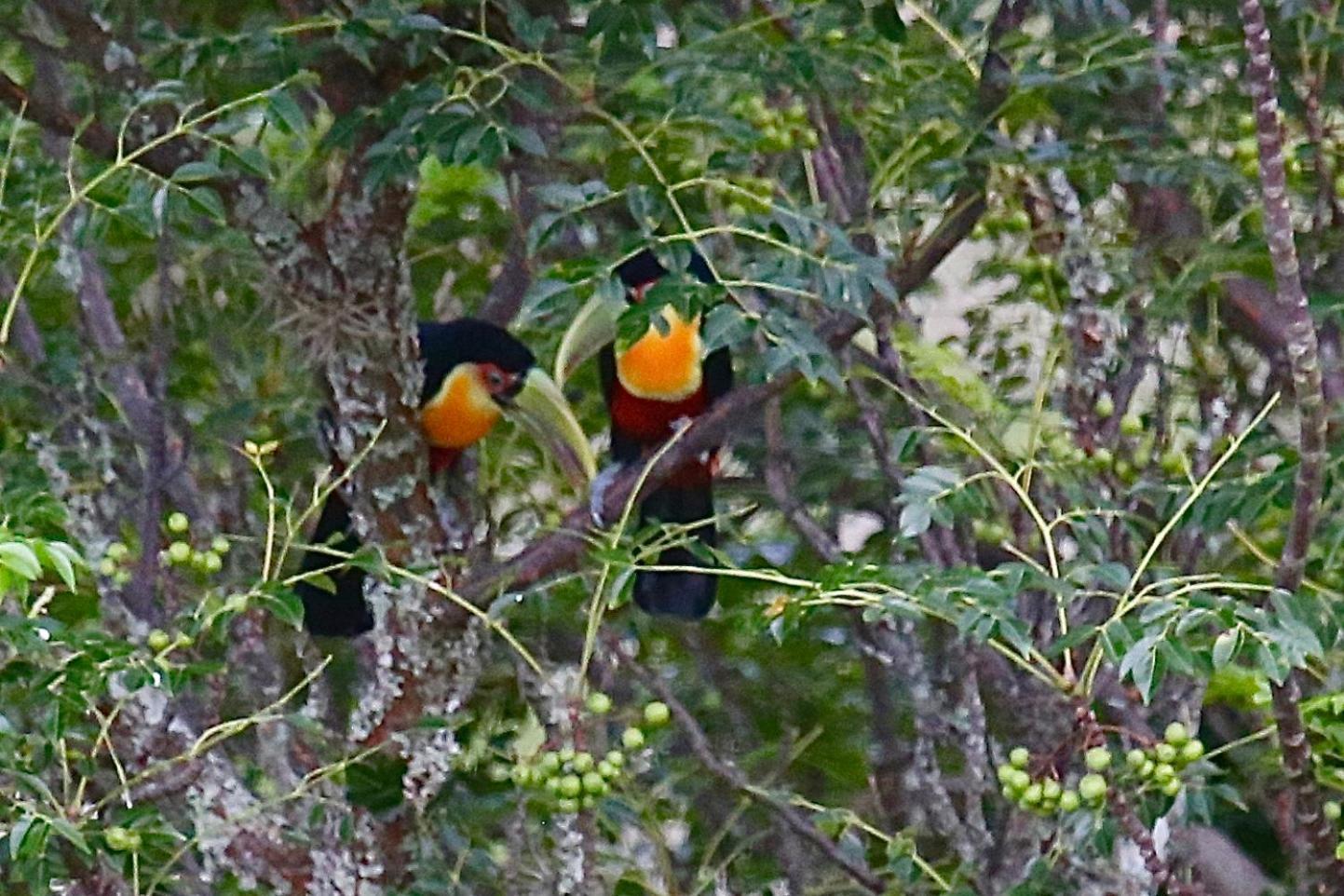 Pousada Terra Dos Passaros São Bento do Sapucaí Eksteriør bilde